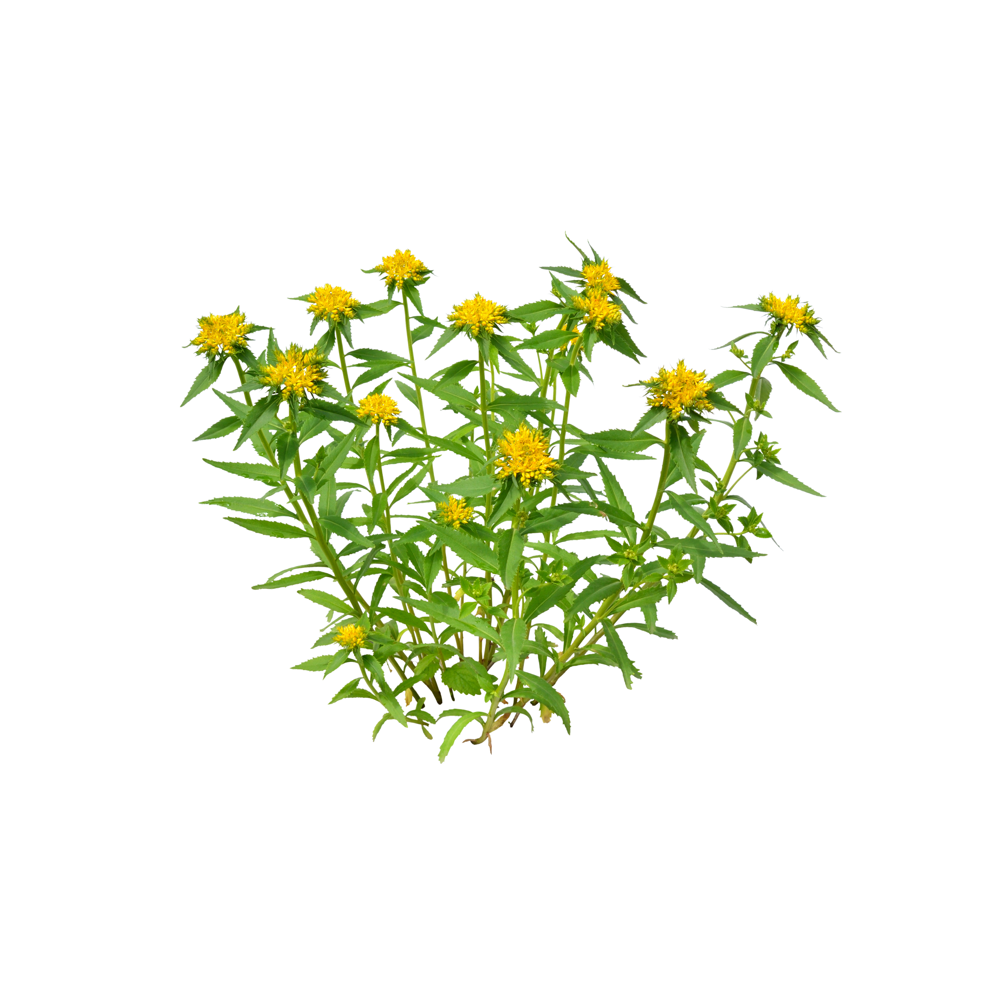 Rhodiola Rosea Extract